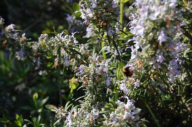 Appartement de vacances �/en/au Sintra (Grande Lisboa)ou appartement ou maison de vacances