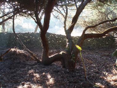 Appartement de vacances �/en/au Sintra (Grande Lisboa)ou appartement ou maison de vacances