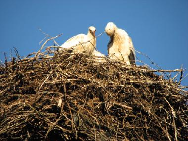 Maison de vacances �/en/au at sea (Saaremaa)ou appartement ou maison de vacances