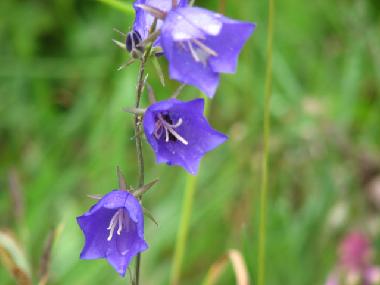 Maison de vacances �/en/au at sea (Saaremaa)ou appartement ou maison de vacances