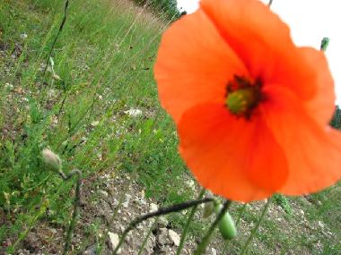 Maison de vacances �/en/au at sea (Saaremaa)ou appartement ou maison de vacances