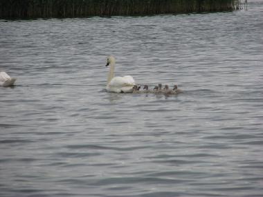 Maison de vacances �/en/au at sea (Saaremaa)ou appartement ou maison de vacances