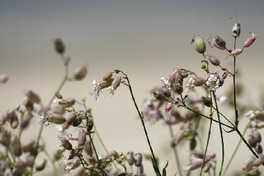 Maison de vacances /en/au St Lonard (Manche)ou appartement ou maison de vacances