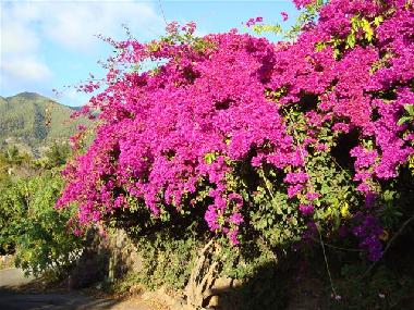 Maison de vacances /en/au Los Llanos (La Palma und El Hierro)ou appartement ou maison de vacances