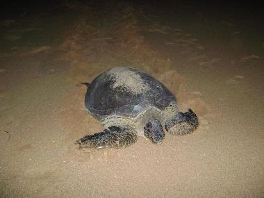 Villa �/en/au Rekawa (Matara)ou appartement ou maison de vacances