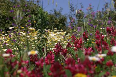 Appartement de vacances �/en/au Rodi Milici (ME) (Messina)ou appartement ou maison de vacances