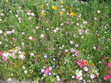Maison de vacances /en/au Riefensberg (Bludenz-Bregenzer Wald)ou appartement ou maison de vacances