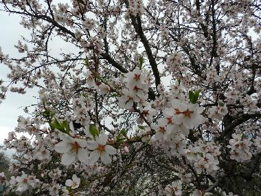 Maison de vacances �/en/au Gurzuf (Krym, Avtonomna Respublika)ou appartement ou maison de vacances