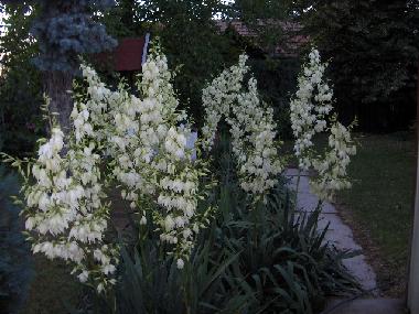 Maison de vacances �/en/au Mezokovesd-Zsory Furdo (Borsod-Abauj-Zemplen)ou appartement ou maison de vacances
