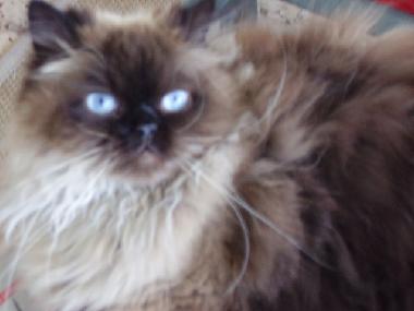 Appartement de vacances �/en/au Tel Aviv (Tel Aviv)ou appartement ou maison de vacances