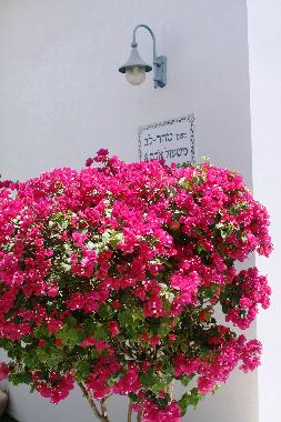 Appartement de vacances �/en/au Eilat (HaDarom (Southern))ou appartement ou maison de vacances