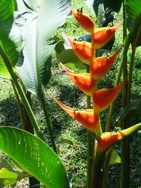 Maison de vacances �/en/au Horquetas (Heredia)ou appartement ou maison de vacances