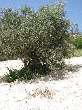 Villa /en/au n/a (Ragusa)ou appartement ou maison de vacances