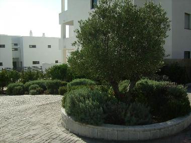 Appartement de vacances �/en/au Conil (C�diz)ou appartement ou maison de vacances