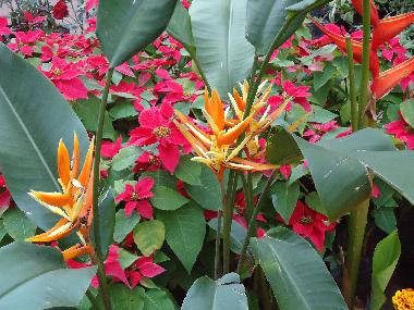 Chambre avec petit d�jeuner �/en/au Mariano Roque Alonso (Central)ou appartement ou maison de vacances