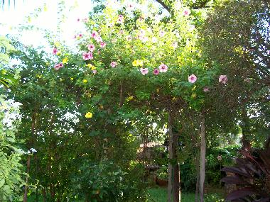 Chambre avec petit d�jeuner �/en/au Mariano Roque Alonso (Central)ou appartement ou maison de vacances