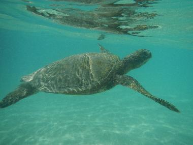 Maison de vacances �/en/au Pahoa (Hawaii)ou appartement ou maison de vacances