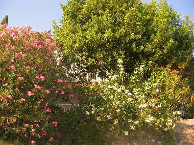 Maison de vacances /en/au Trpanj (Dubrovacko-Neretvanska)ou appartement ou maison de vacances