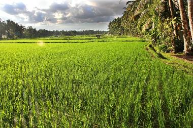 Maison de vacances �/en/au Ubud (Bali)ou appartement ou maison de vacances