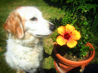 Appartement de vacances �/en/au Calamandrana (Asti)ou appartement ou maison de vacances