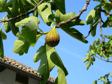 Appartement de vacances �/en/au Calamandrana (Asti)ou appartement ou maison de vacances