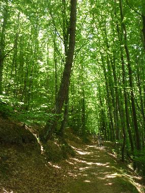 Promenade en foret a Labastide Rouairoux