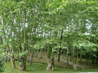 Parc commun pour des maisons