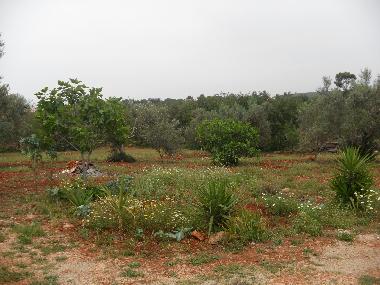 vue  gauche de la proprit