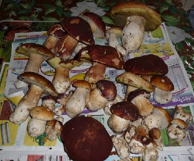 Ramassage de cpes en juin ou  l