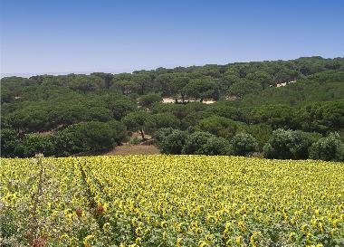 Maison de vacances /en/au Chiclana (Cdiz)ou appartement ou maison de vacances