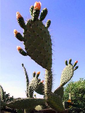 Maison de vacances /en/au Chiclana (Cdiz)ou appartement ou maison de vacances