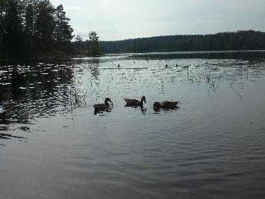 Maison de vacances �/en/au Kuru (Lansi-Suomen Laani)ou appartement ou maison de vacances