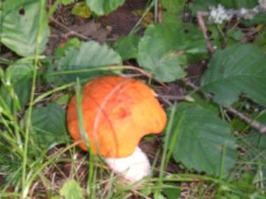 Maison de vacances �/en/au Kuru (Lansi-Suomen Laani)ou appartement ou maison de vacances