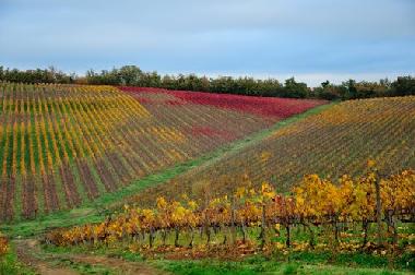 Maison de vacances �/en/au castelnuovo berardenga Siena (Siena)ou appartement ou maison de vacances