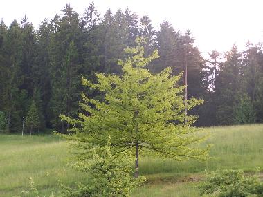 Appartement de vacances /en/au Bad-Rippoldsau (Schwarzwald)ou appartement ou maison de vacances