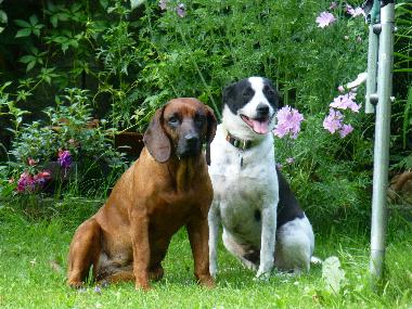 Appartement de vacances /en/au Tschagguns (Bludenz-Bregenzer Wald)ou appartement ou maison de vacances