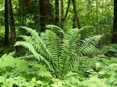 Appartement de vacances /en/au Tschagguns (Bludenz-Bregenzer Wald)ou appartement ou maison de vacances