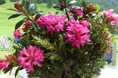 Appartement de vacances /en/au Tschagguns (Bludenz-Bregenzer Wald)ou appartement ou maison de vacances