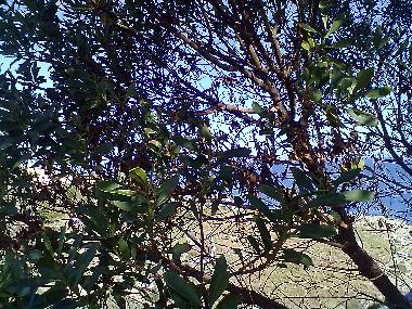 Appartement de vacances �/en/au AUGUSTA (Siracusa)ou appartement ou maison de vacances