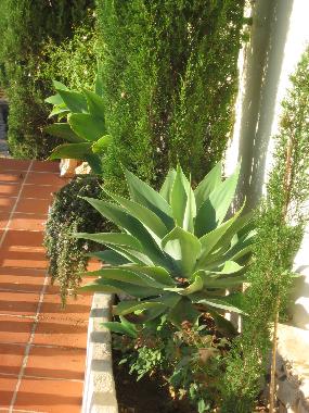 Appartement de vacances /en/au Benissa (Alicante / Alacant)ou appartement ou maison de vacances