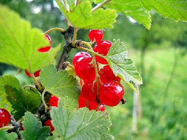 Maison de vacances /en/au Lapanow (Malopolskie)ou appartement ou maison de vacances