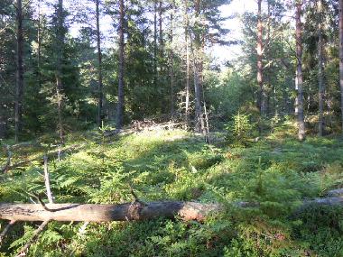 Maison de vacances /en/au Drottningholm, Stockholm (Stockholm)ou appartement ou maison de vacances