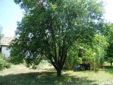 Maison de vacances �/en/au Siofok - Toreki (Somogy)ou appartement ou maison de vacances