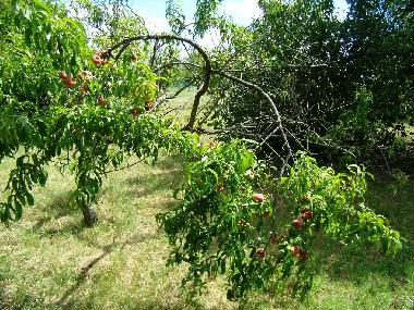 Maison de vacances �/en/au Siofok - Toreki (Somogy)ou appartement ou maison de vacances