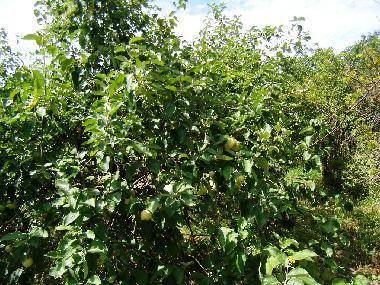 Maison de vacances �/en/au Siofok - Toreki (Somogy)ou appartement ou maison de vacances