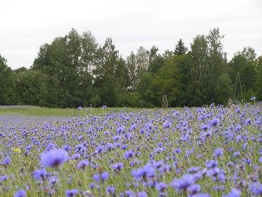Maison de vacances �/en/au Kurzeme, Edole (Lettland)ou appartement ou maison de vacances