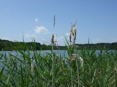 Maison de vacances /en/au Krutyn (Warminsko-Mazurskie)ou appartement ou maison de vacances