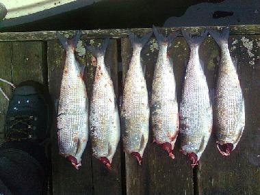 Maison de vacances �/en/au Stockholm (Stockholm)ou appartement ou maison de vacances