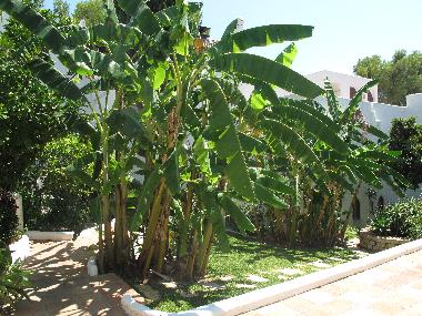 Appartement de vacances �/en/au Nueva Andaluc�a (M�laga)ou appartement ou maison de vacances