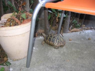 Appartement de vacances /en/au Zadar (Zadarska)ou appartement ou maison de vacances